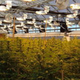 Can my commercial cannabis cultivation be certified as organic?