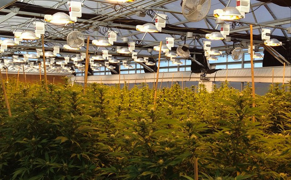 Can my commercial cannabis cultivation be certified as organic?