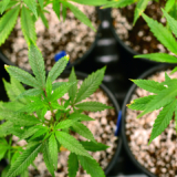 Home growing medical vs. recreational marijuana: What's the difference?