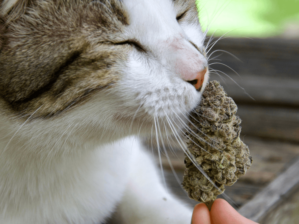 cannabis pets