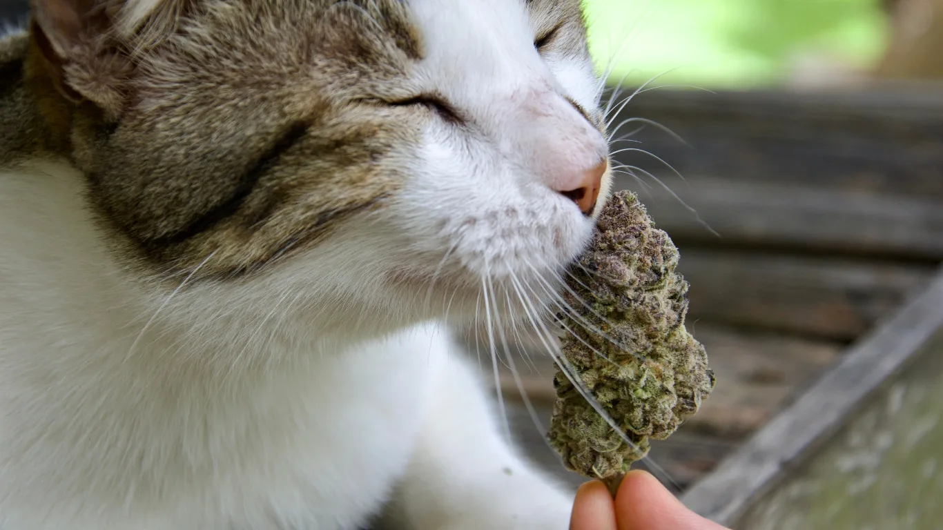 Cannabis for Pets: A Comprehensive Guide 4 cannabis pets