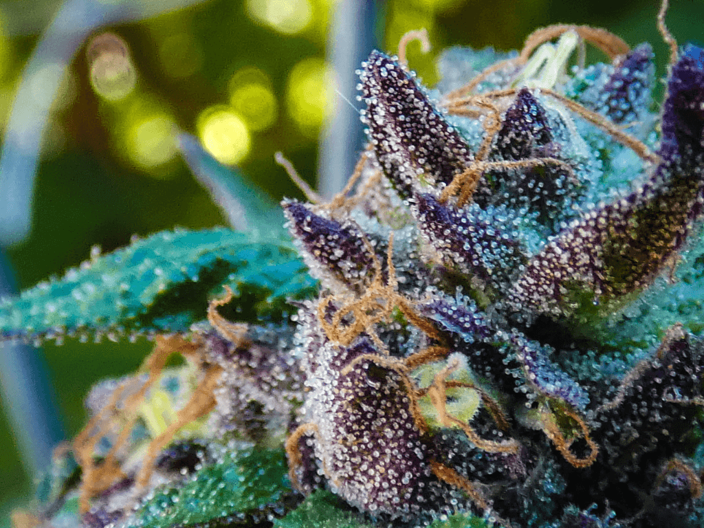 buds