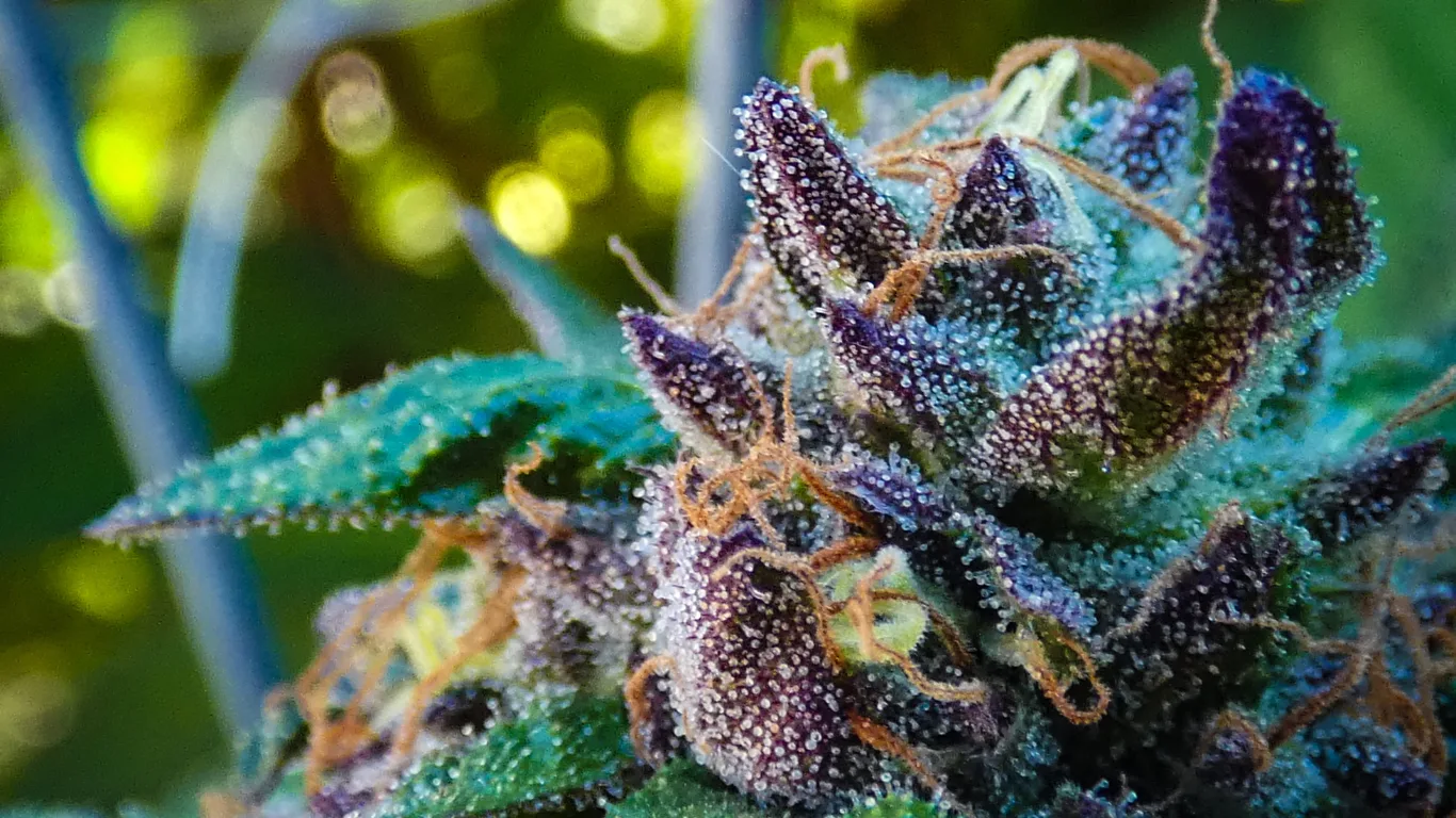 Cannabis and Creativity: Unlocking Your Artistic Potential 5 buds