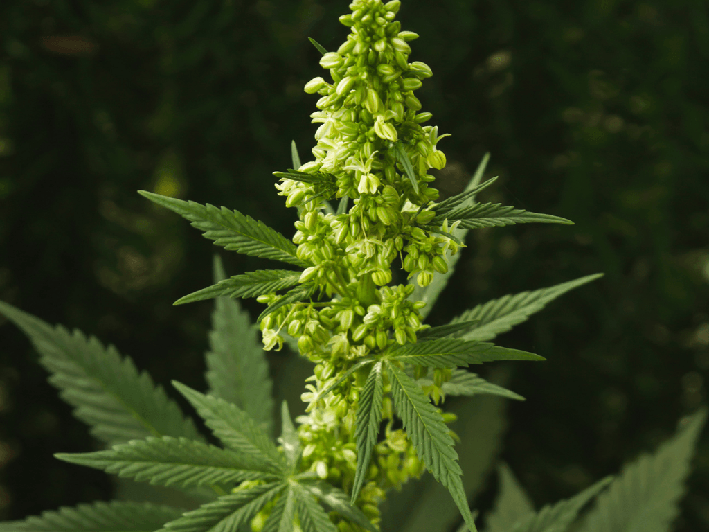 indica