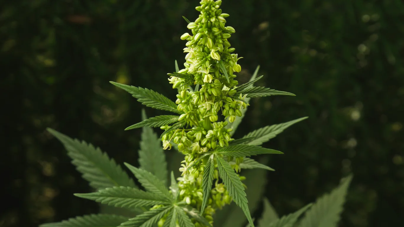 indica