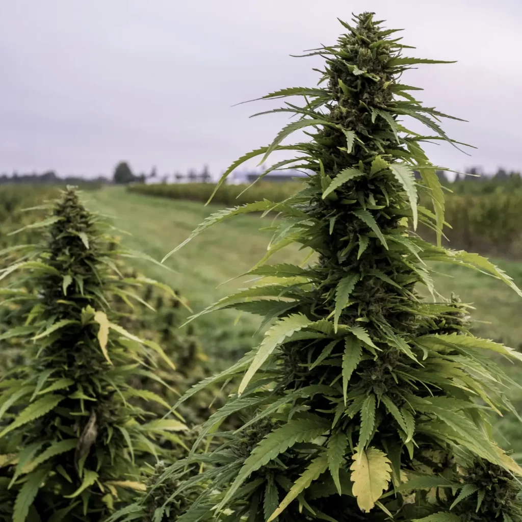 a group of green plants in a field