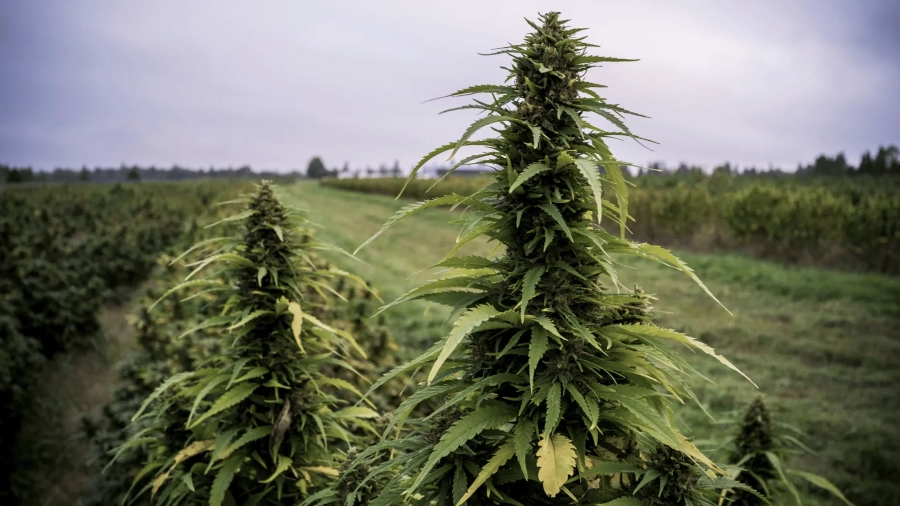 a group of green plants in a field