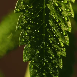 a close up of a leaf