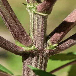 close up of purple stem