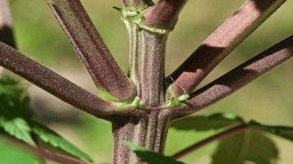 close up of purple stem