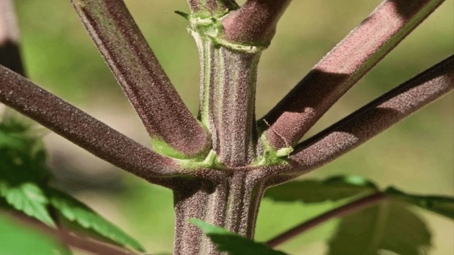 close up of purple stem