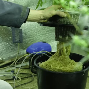 cannabis hydroponics. 