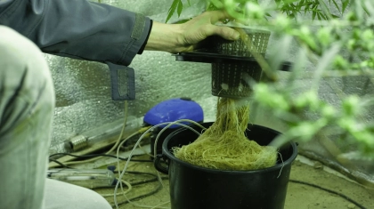 cannabis hydroponics.