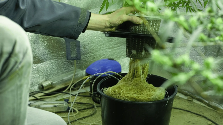 cannabis hydroponics.