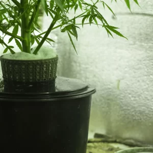 cannabis hydroponics. 