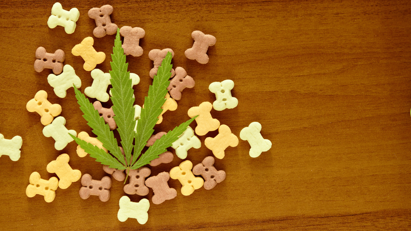 cannabis pets