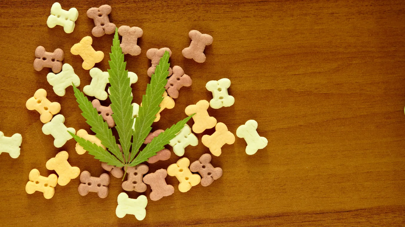 cannabis pets