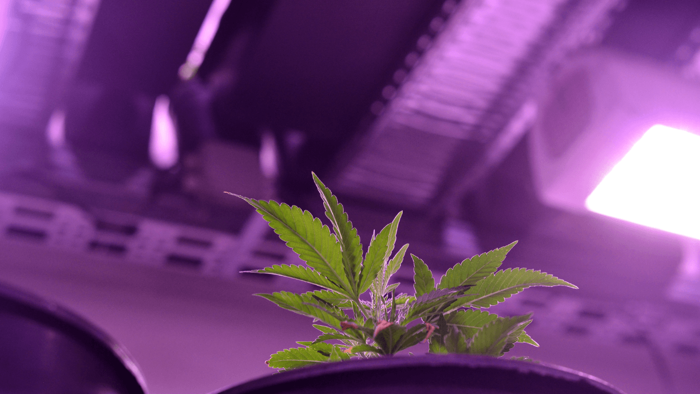 buds