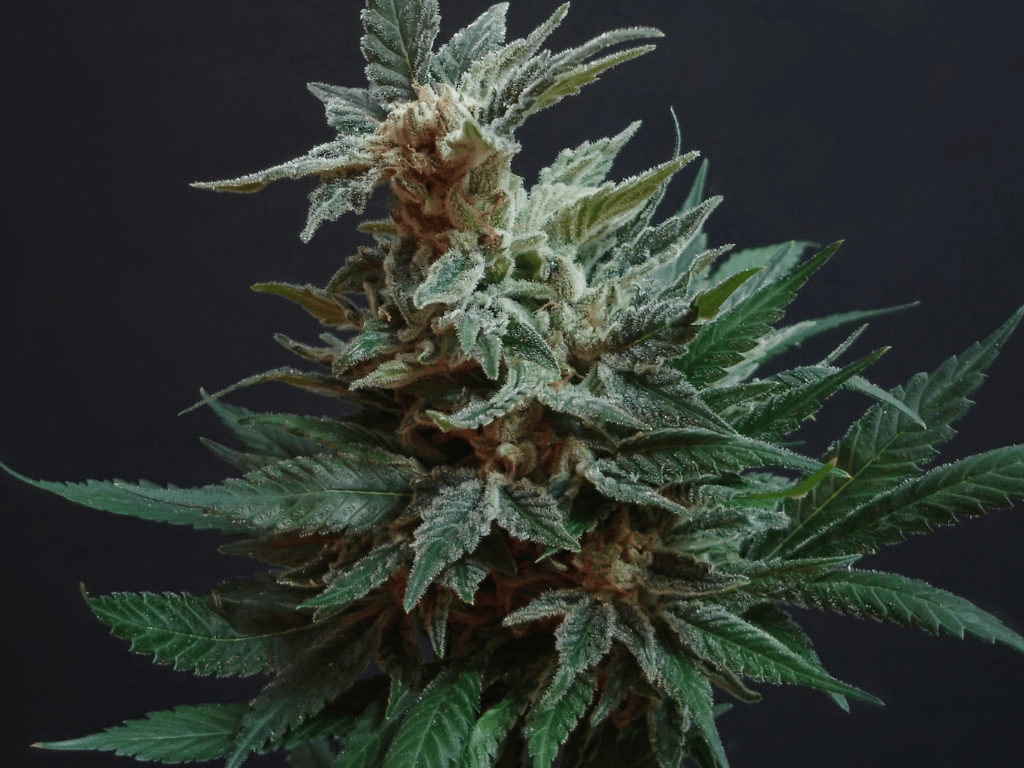 harvesting