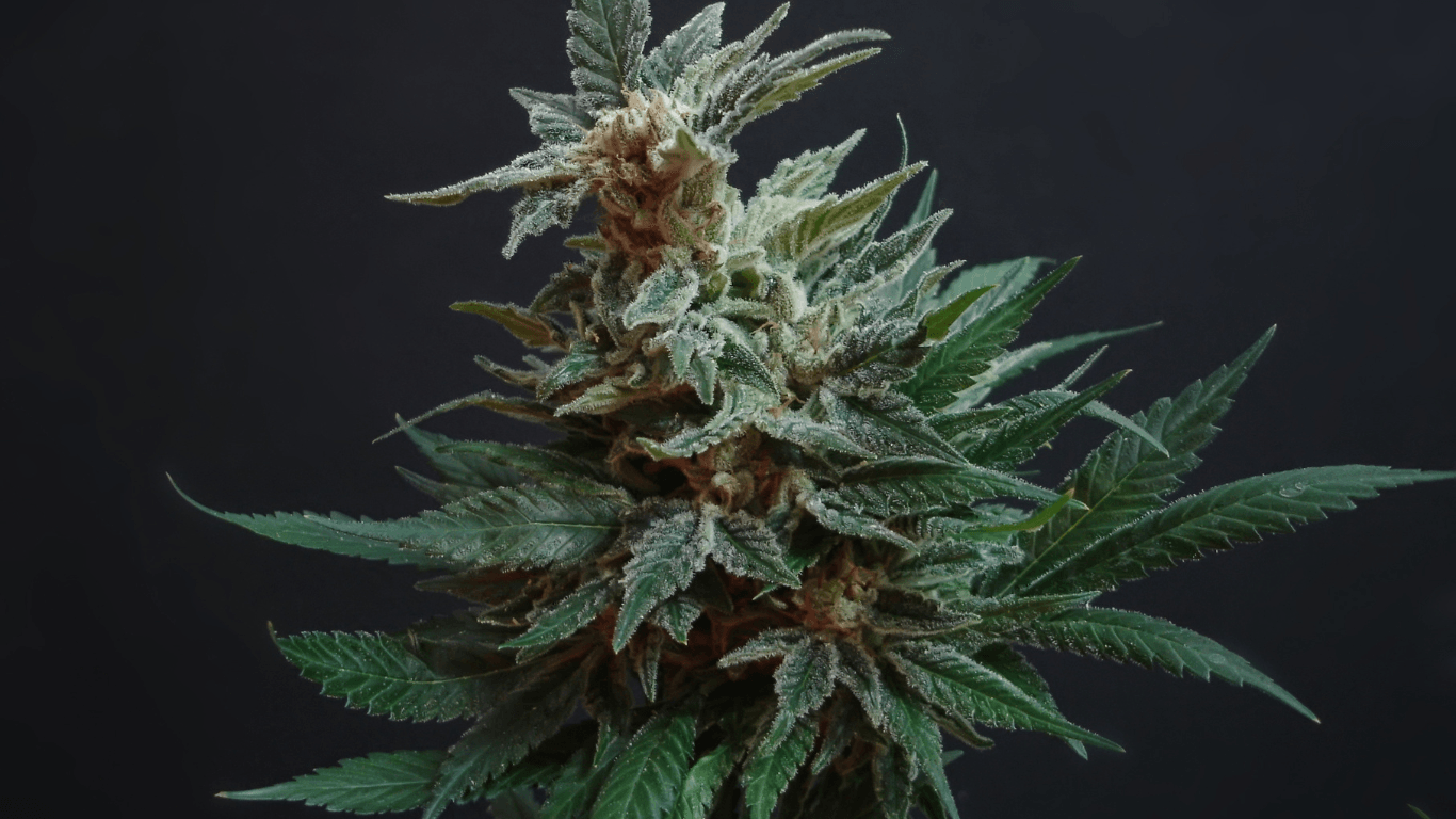 indica
