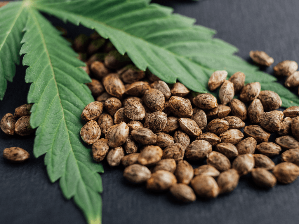 The Benefits of Cannabis Oil for Skincare