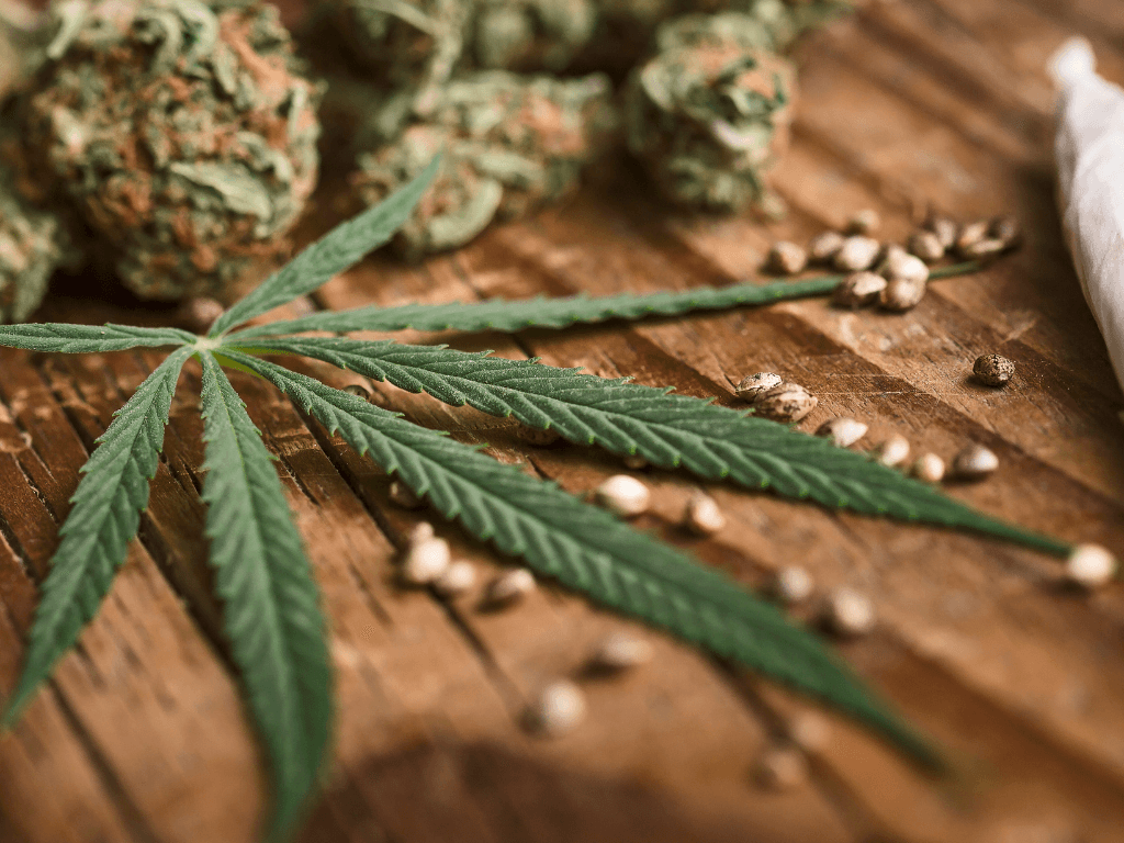 A Guide to the Evolution of Cannabis Strains