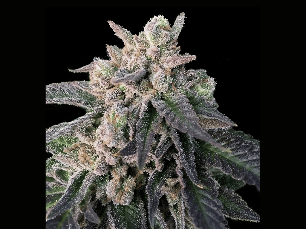 DNA Genetics