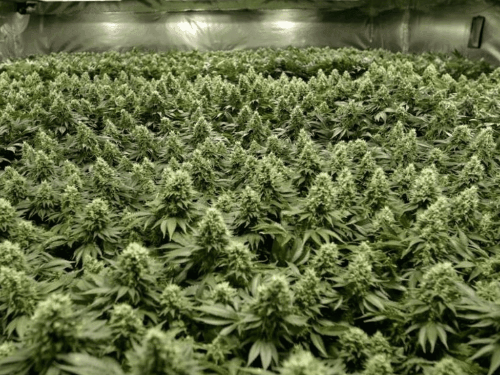 Cannabis Tinctures: How to Use Them for Maximum Effect