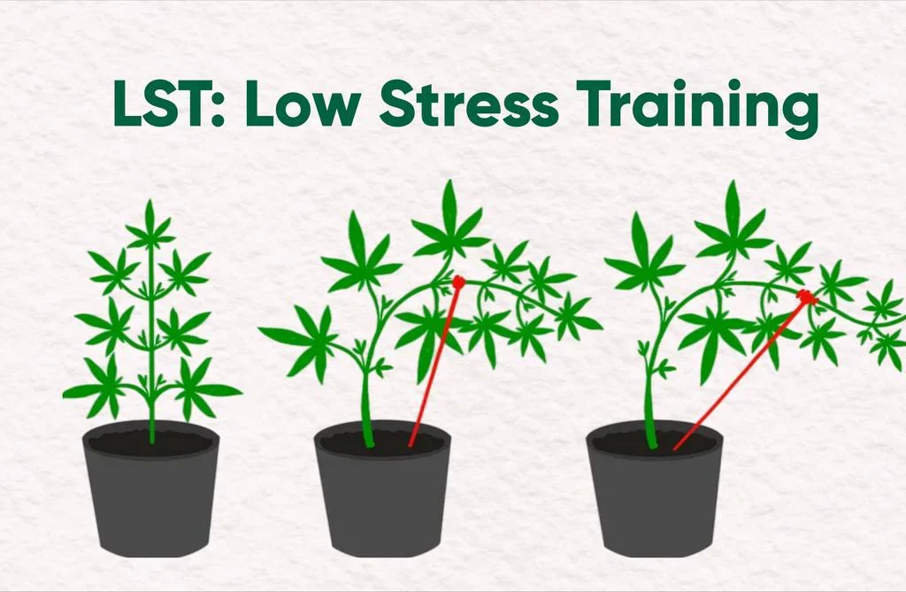 LST