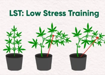 LST Steps for Better Results Art 03/05 8 LST