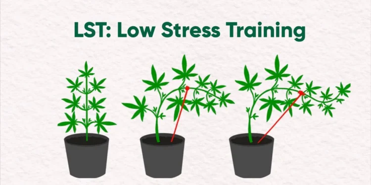 LST Steps for Better Results Art 03/05 1 LST