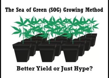 The sea of green method (SOG) Art 12 The sea of green SOG