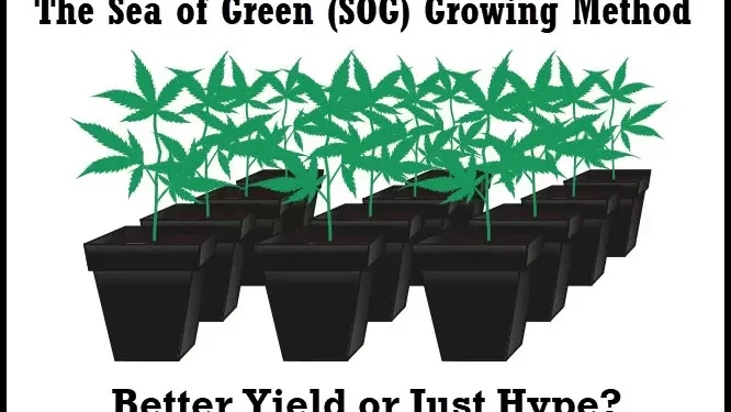 The sea of green method (SOG) Art 1 The sea of green SOG