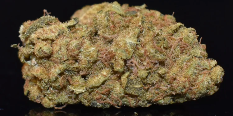 Pure Sativa Perfection Why Growers Love Durban Poison 1 durban poison