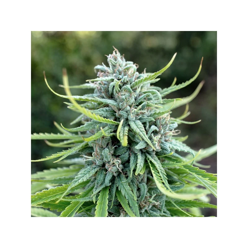 Pure Sativa Perfection Why Growers Love Durban Poison 2 durban poison