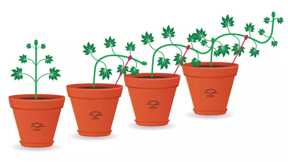 LST Steps for Better Results Art 03/05 4 low stress training technique