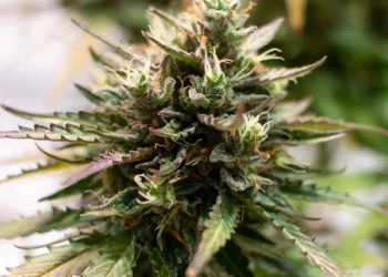 Top 10 Autoflower Cannabis Seeds for Fast Harvests