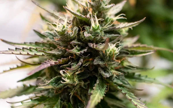 Top 10 Autoflower Cannabis Seeds for Fast Harvests 1 Top 10 Autoflower Cannabis Seeds for Fast Harvests