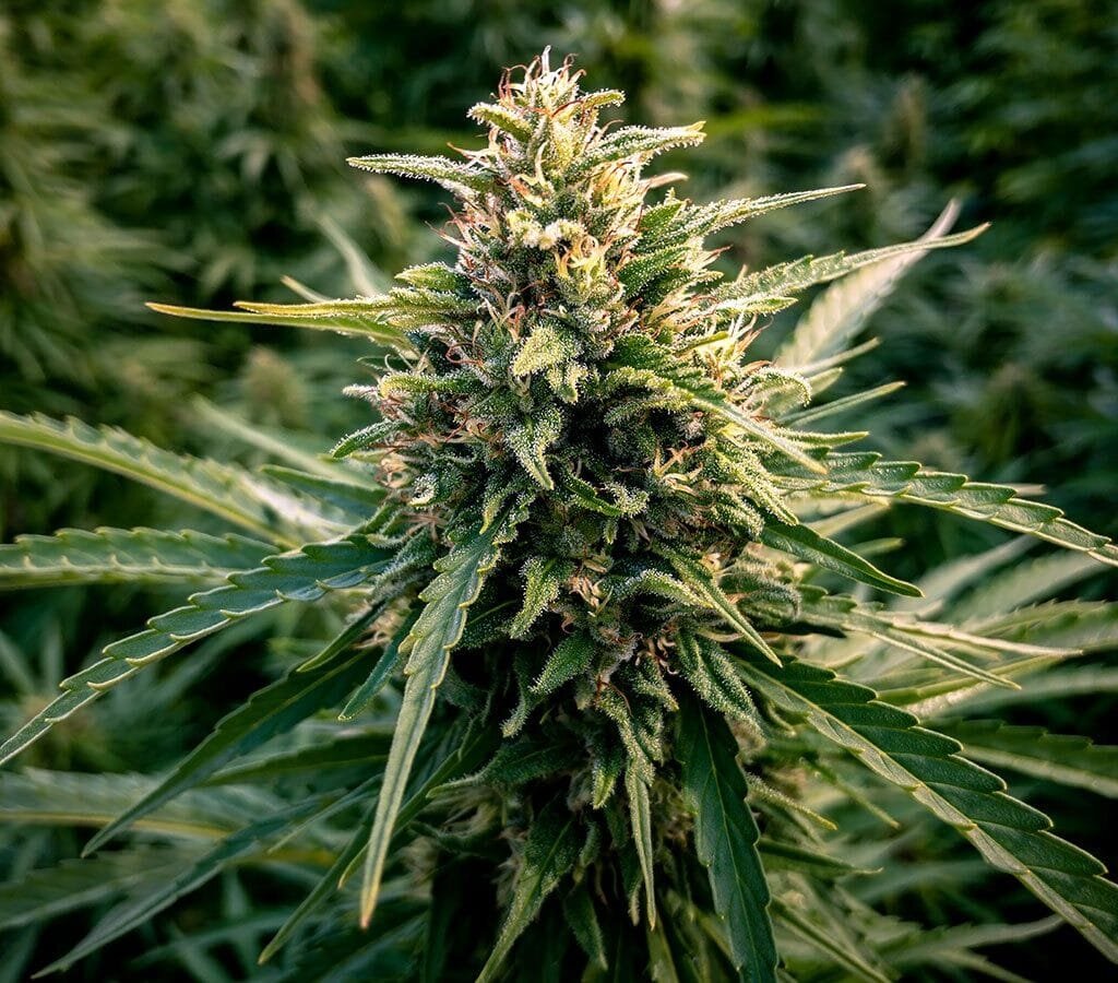 Best Outdoor Cannabis Seeds for Big Buds in 2025