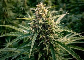 Best Outdoor Cannabis Seeds for Big Buds in 2025