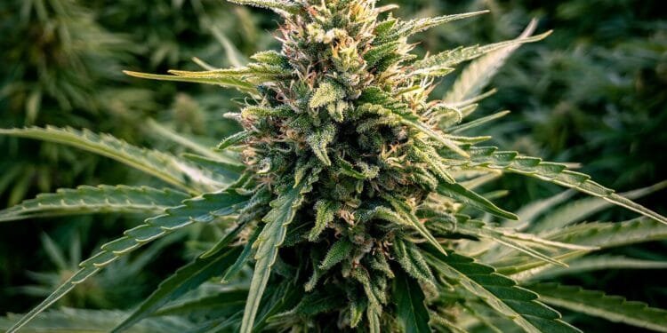 Best Outdoor Cannabis Seeds for Big Buds in 2025 1 Best Outdoor Cannabis Seeds for Big Buds in 2025