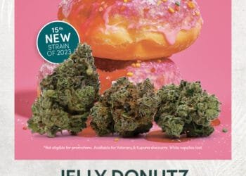 Strongest Feminized Cannabis Seeds to Grow in 2025