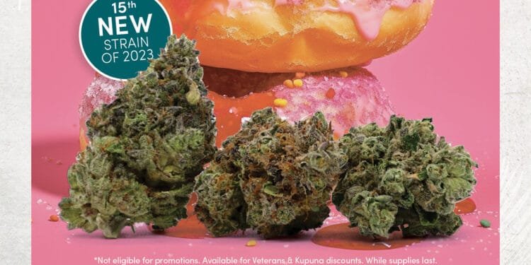 Strongest Feminized Cannabis Seeds to Grow in 2025