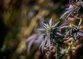 How to Choose Cannabis Seeds by Climate Zone