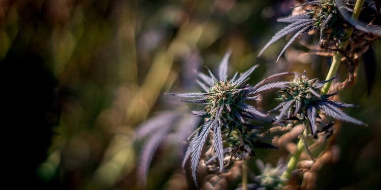 How to Choose Cannabis Seeds by Climate Zone