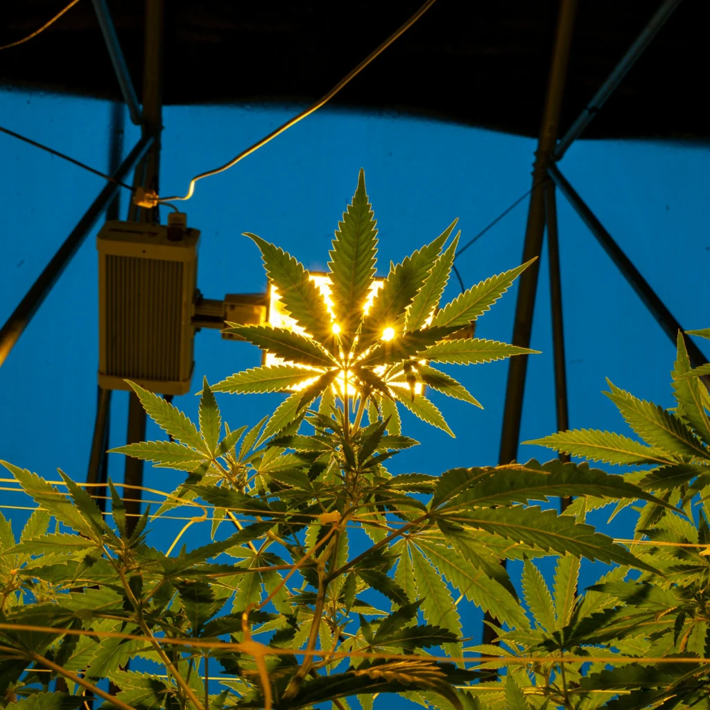 Best Grow Lights for Autoflower Cannabis (2025 Indoor Growing Guide)