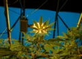Best Grow Lights for Autoflower Cannabis (2025 Indoor Growing Guide) 3 Best Grow Lights for Autoflower Cannabis (2025 Indoor Growing Guide)