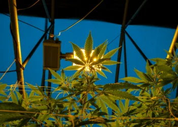 Best Grow Lights for Autoflower Cannabis (2025 Indoor Growing Guide)