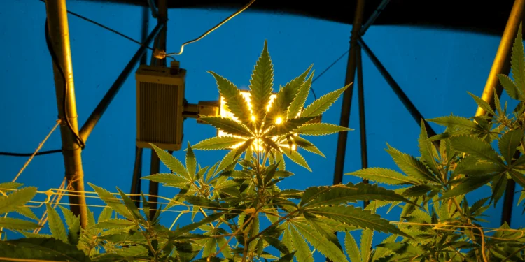 Best Grow Lights for Autoflower Cannabis (2025 Indoor Growing Guide)