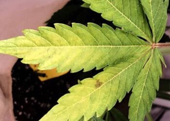 Cannabis Nutrient Deficiencies and How to Fix Them